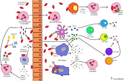 The Immune Response against Acinetobacter baumannii, an Emerging Pathogen in Nosocomial Infections